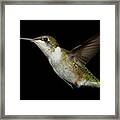 Female Ruby-throated Hummingbird #7 Framed Print