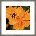 Pollination #7 Framed Print