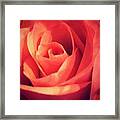 Rose #7 Framed Print