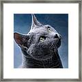 Russian Blue Cat Framed Print