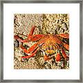 Sally Lightfoot Crab On Galapagos Islands #7 Framed Print