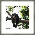 Spectacled Bears #7 Framed Print