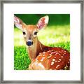White-tailed Deer Fawn #7 Framed Print
