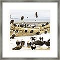 Bird #72 Framed Print