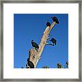 72- Black Vultures Framed Print