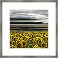 78 Sunflowers Framed Print