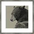 Black Bear  #8 Framed Print