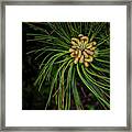 Flowers #8 Framed Print