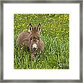 Miniature Donkey Foal #8 Framed Print