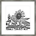 Sunflower #8 Framed Print