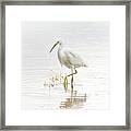 Snowy Egret #84 Framed Print