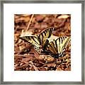 Butterfly #88 Framed Print