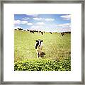 Dairy Cows #9 Framed Print
