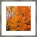 Fall Foliage #9 Framed Print
