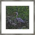 9- Great Blue Heron Framed Print