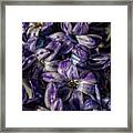 Hyacinth #9 Framed Print