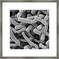 Lactobacillus Acidophilus And L. Casei #9 Framed Print