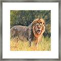 Lion #9 Framed Print