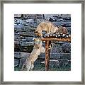 Lioness And Cubs #9 Framed Print