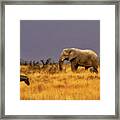 Namibia #9 Framed Print