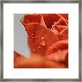 Orange #9 Framed Print