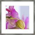 Pink Orchid #5 Framed Print
