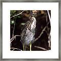 A Baby Green Heron Stretched Out Peering Into The Camera Framed Print