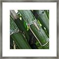 A Bamboo Experience Framed Print