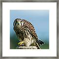 A Beautiful Young Kestrel Looking Behind You Framed Print