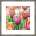 A Bed Of Tulips Is A Feast For The Eyes. Framed Print
