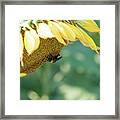 A Bee In Pollen On A Big Sunflower Framed Print