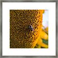 A Bee On The Sun Framed Print