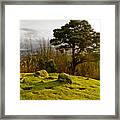 A Bit Of Sun For The Lonely Pine. Framed Print