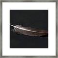 A Black Vulture Feather Floating On The Swanee River Framed Print
