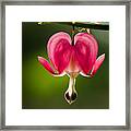 A Bleeding Heart Framed Print