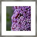 A Blooming Pink Delight Butterfly Bush Framed Print