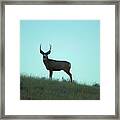 A Buck Gazes Back Framed Print