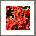 A Burst Of Colour Framed Print