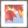 A Canopy Of Color Framed Print