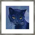 A Cat's Dark Night Framed Print