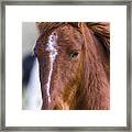 A Chestnut Horse Portrait Framed Print