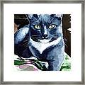 A Classy Blue Tuxedo - Cat Portrait Framed Print