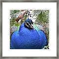 A Close Up Look At A Blue Peafowl Framed Print
