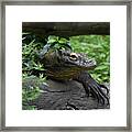 A Close Up Look At A Komodo Dragon Lizard Framed Print