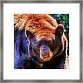 A Curious Black Bear Framed Print