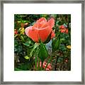 A Delicate Pink Rose Framed Print