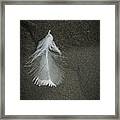 A Feather At The Edge Of The Water Framed Print