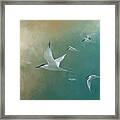 A Flight Of Terns Framed Print