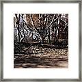 A Forest Of Sorts Framed Print