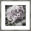 A French Manicure Almost Black And White Pale Pink Rose Photograph Framed Print
